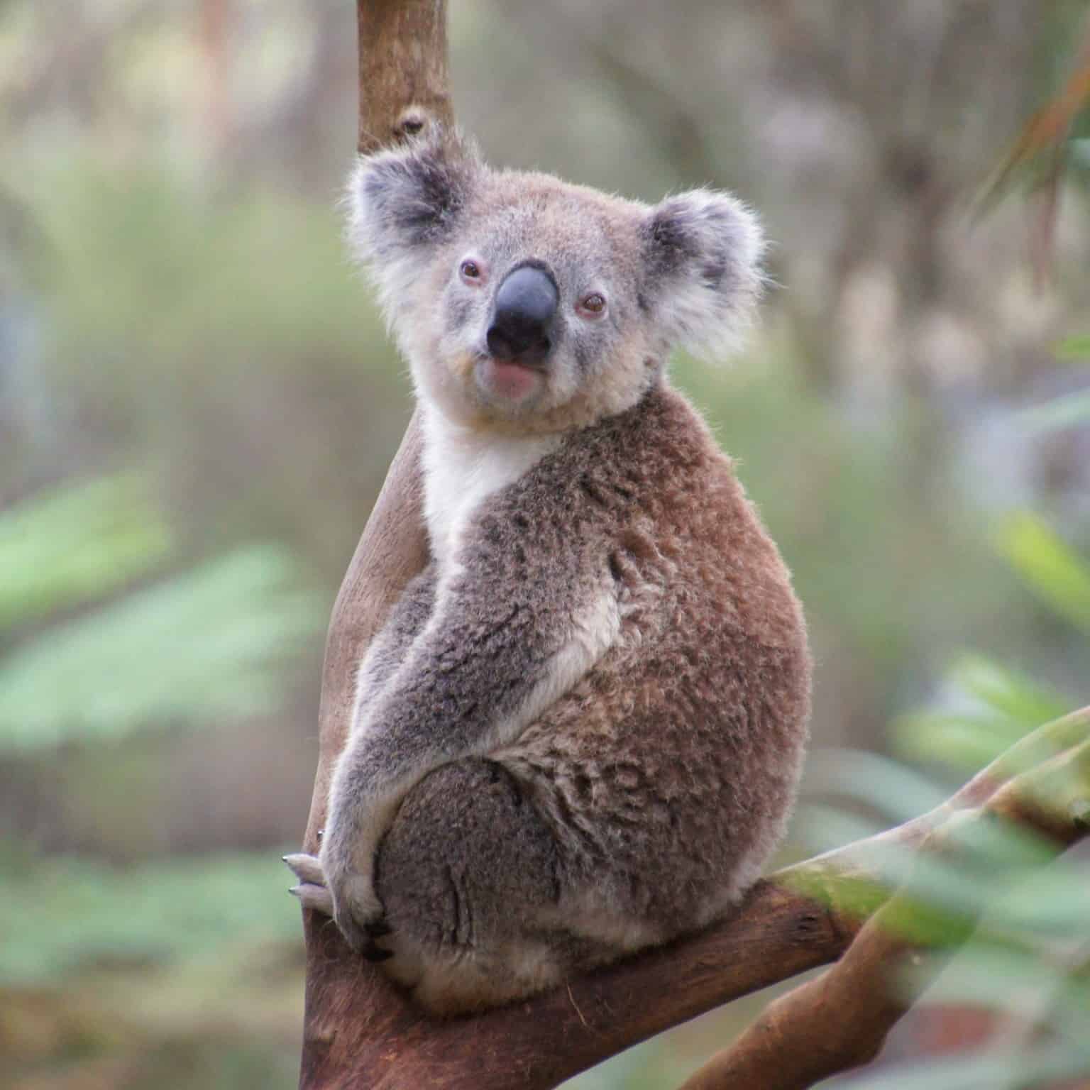 So, Are Koalas Dangerous? – Survival Sullivan